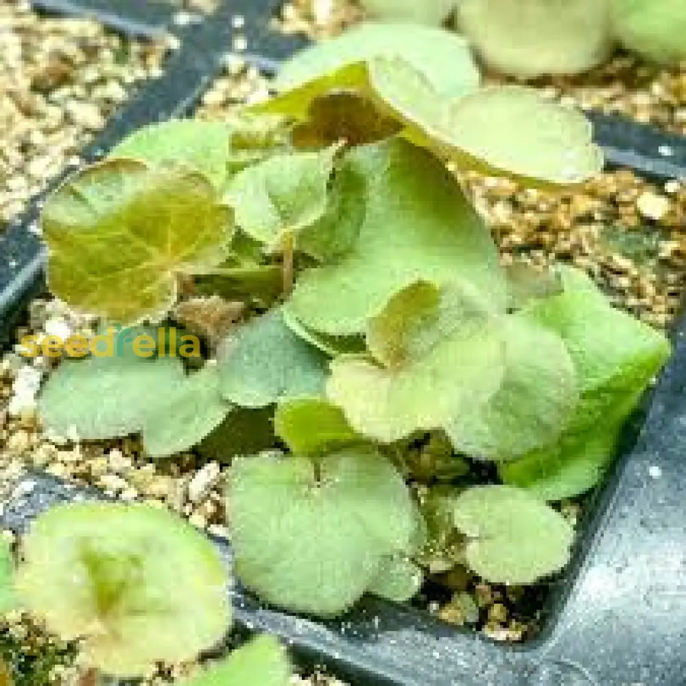 Heuchera Plant Seeds For Planting - Green Variety Collection Seeds