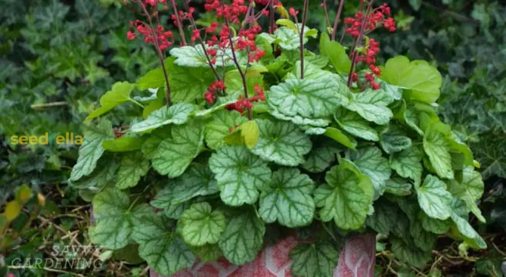 Heuchera Plant Seeds For Planting - Green Variety Collection Seeds