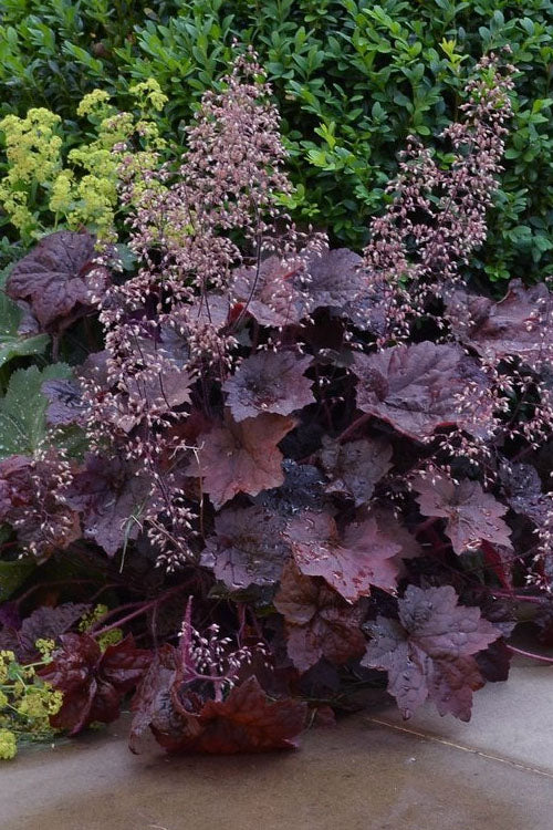 Purple Coral Bell Flower seeds for Planting - Seasonal Bloomer, Heirloom & GMO Free Seeds for Home Garden