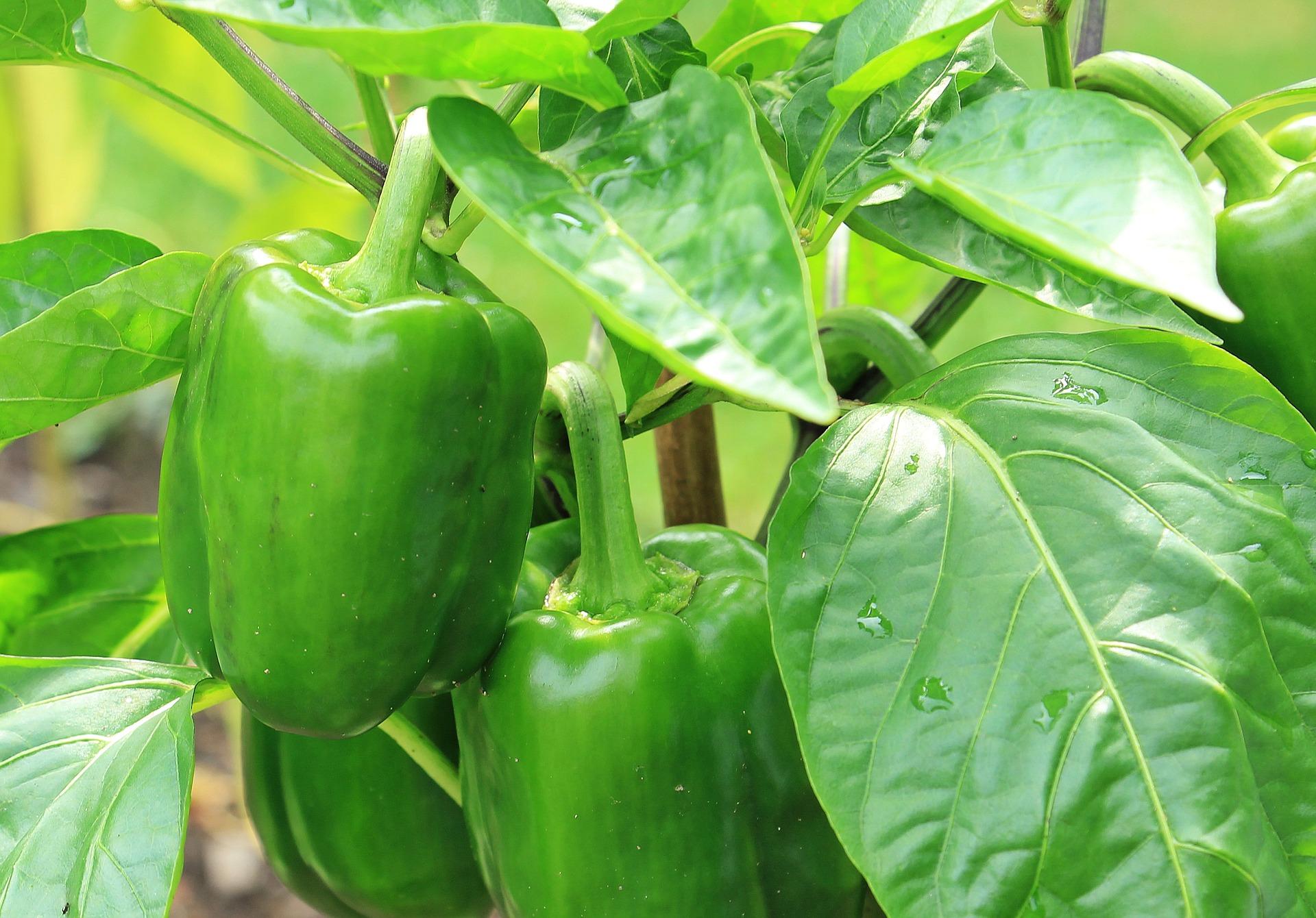 Pepper Vegetable Seeds for Planting