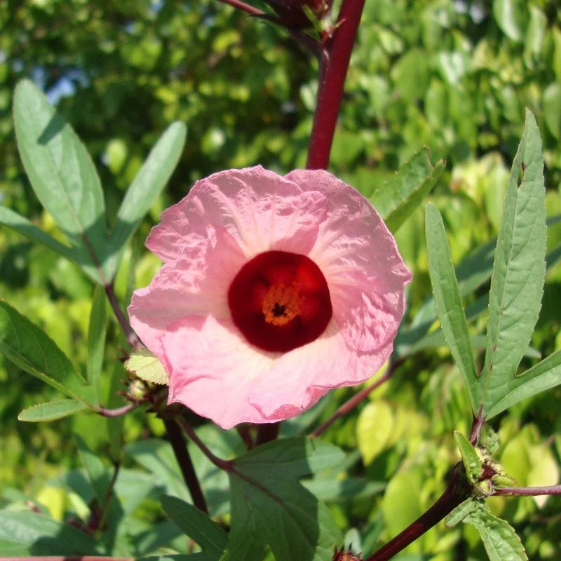 Roselle Hibiscus Sabdariffa Flower seeds for Planting - Cut Flower Favorite, Heirloom & GMO Free Seeds for Home Garden