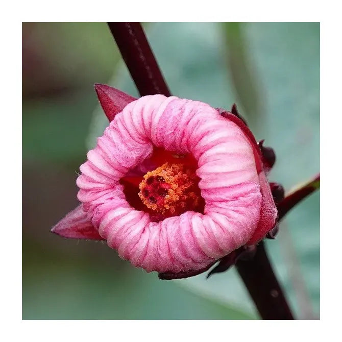 Roselle Hibiscus Sabdariffa Flower seeds for Planting - Cut Flower Favorite, Heirloom & GMO Free Seeds for Home Garden
Sale seeds for planting in home garden