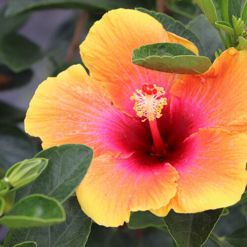 Hibiscus Flower Flower seeds for Planting Pollinator Friendly Heirloom & GMO Free Seeds for Home Garden