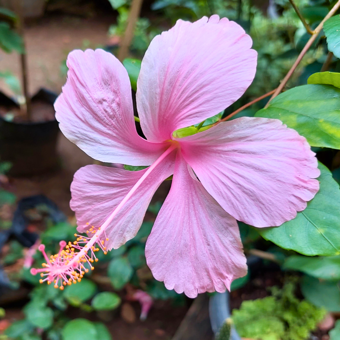 Organic Hibiscus Plant Seeds – Medicinal and Ornamental Flower for Gardens