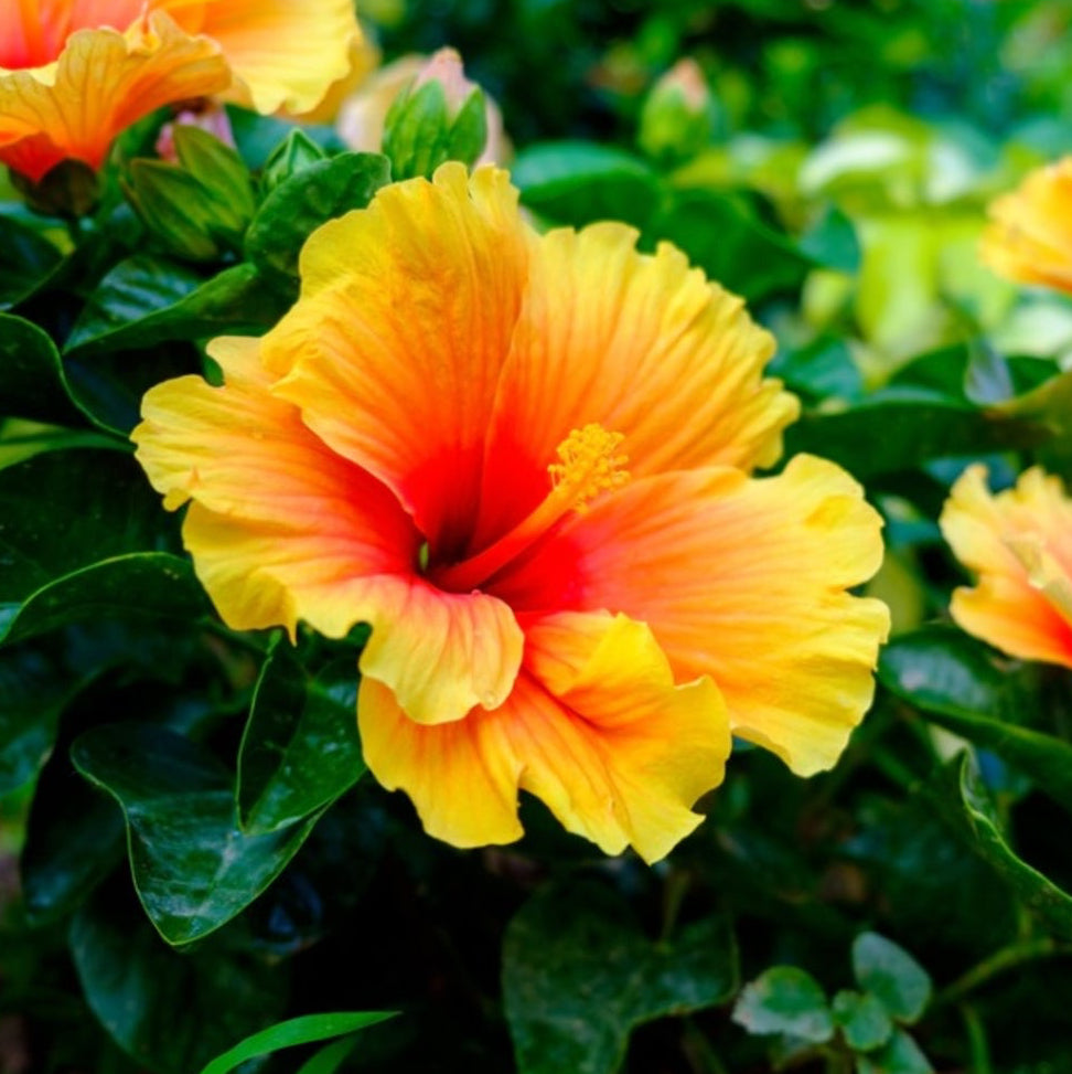 Hibiscus Sabdariffa Seeds – Organic Roselle Variety for Tea & Tropical Gardens