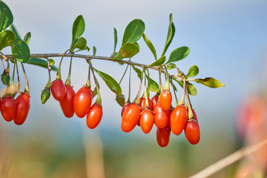 Himalayan Goji Berry Seeds – Lycium barbarum Non-GMO Wolfberry Shrub