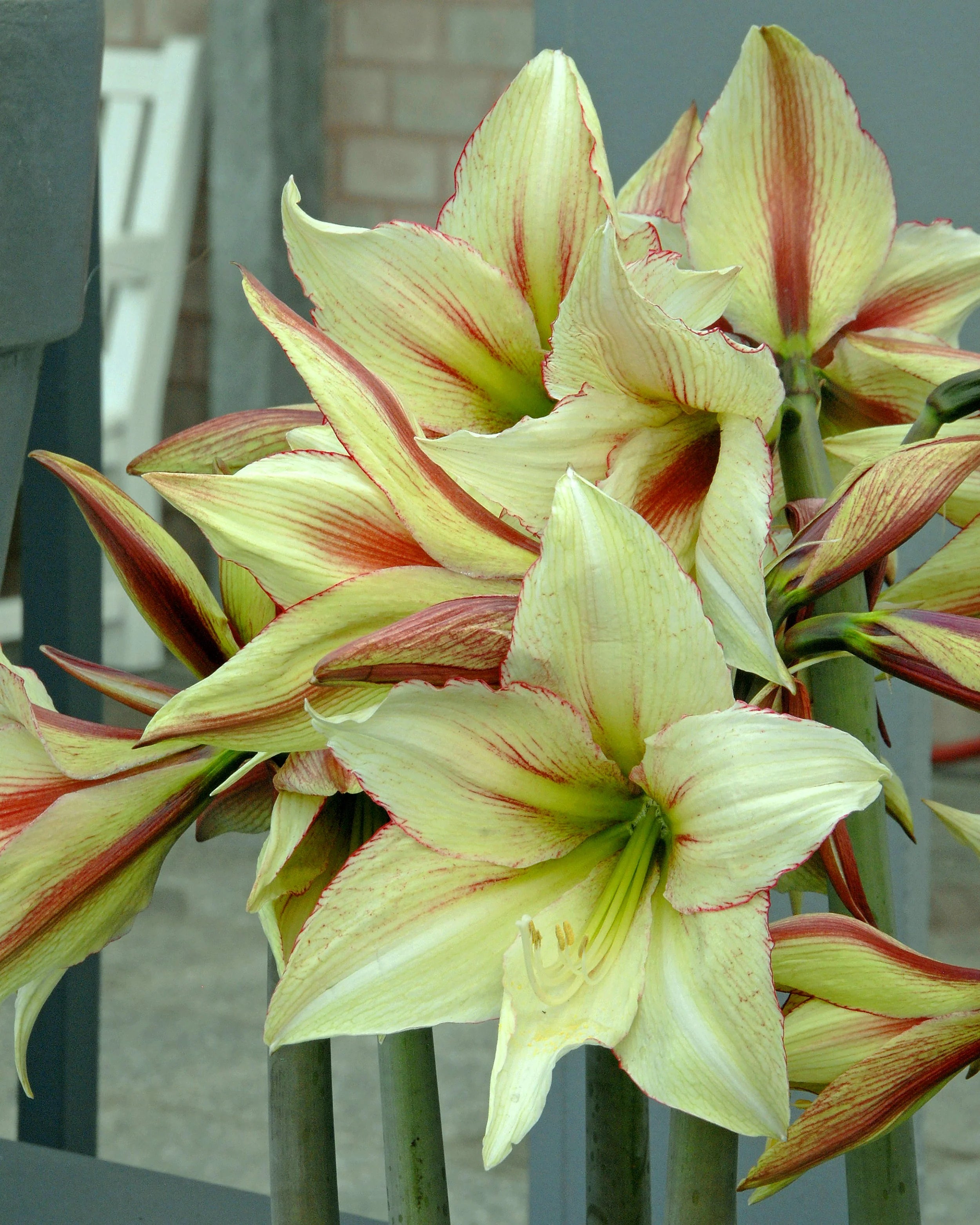 Hippeastrum Rutilum Flower seeds for Planting - Easy to Grow, Heirloom & GMO Free Seeds for Home Garden