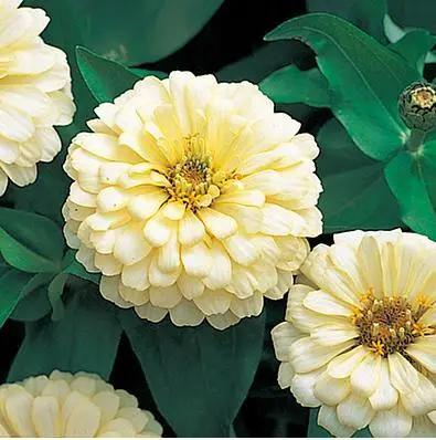 Zinnia Dreamland Ivory Flower Seeds for Elegant White Blooms