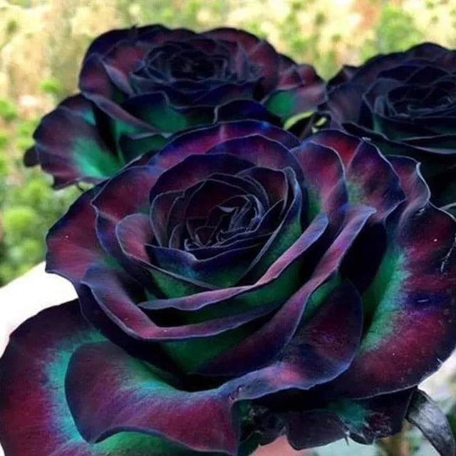 Black MulColor Rose Flower Seeds for Planting Cottage Garden Essential Heirloom & GMO Free Seeds for Home Garden
Sale