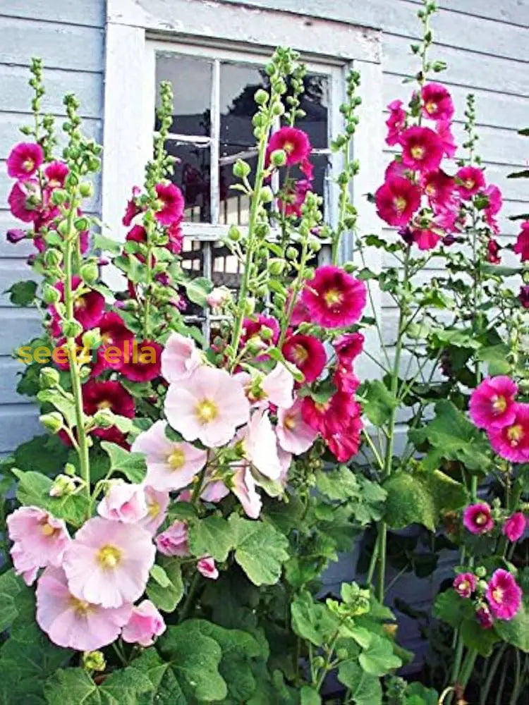 Hollyhock Mix Seeds For Planting Vibrant Flower Garden Blooms