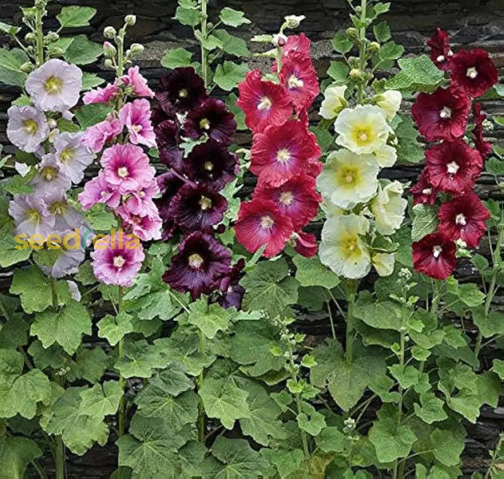 Hollyhock Mix Seeds For Planting Vibrant Flower Garden Blooms