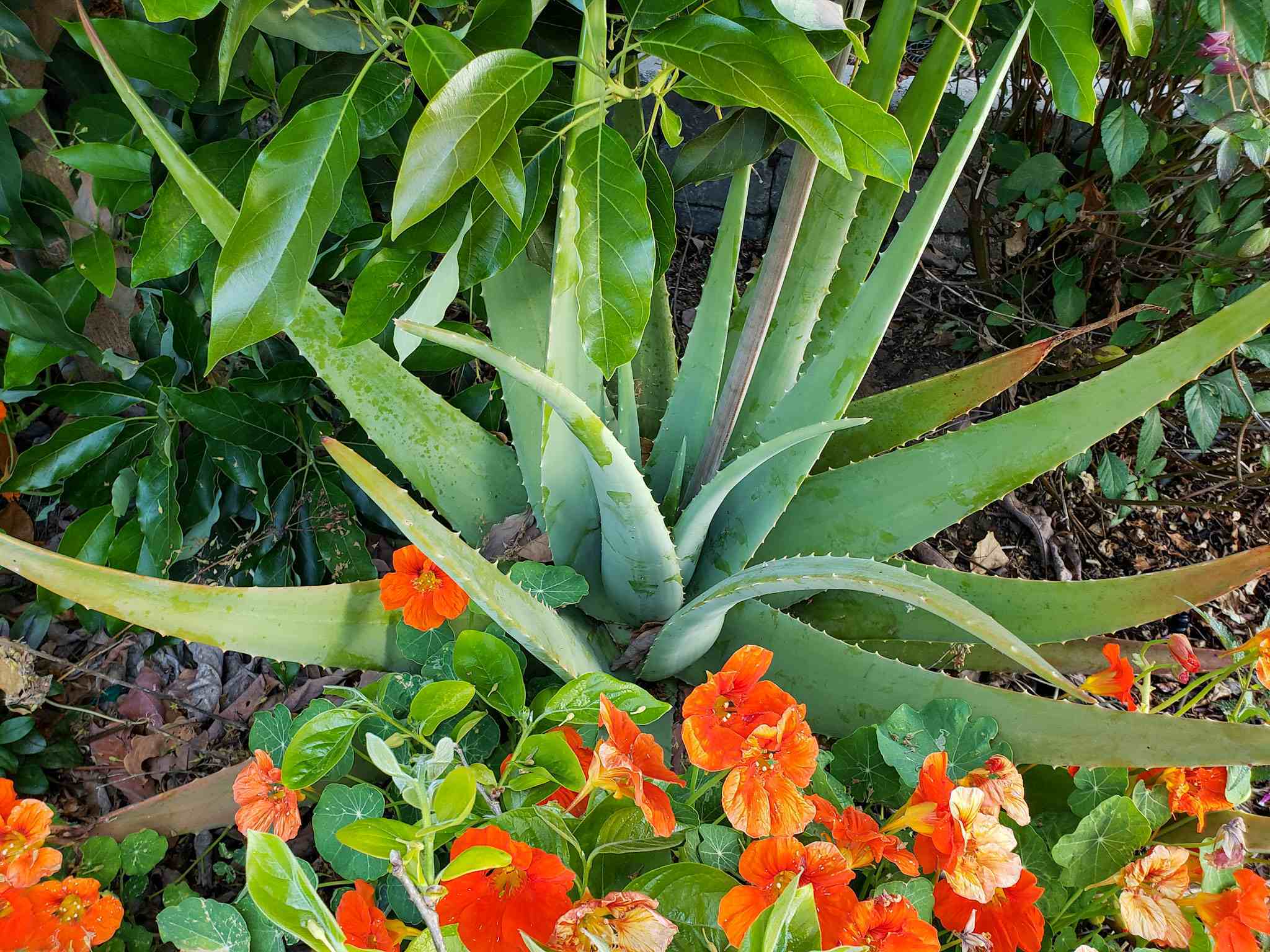 Edible Aloe Vera Plant Seeds for Easy Planting Grow Fresh Aloe at Home