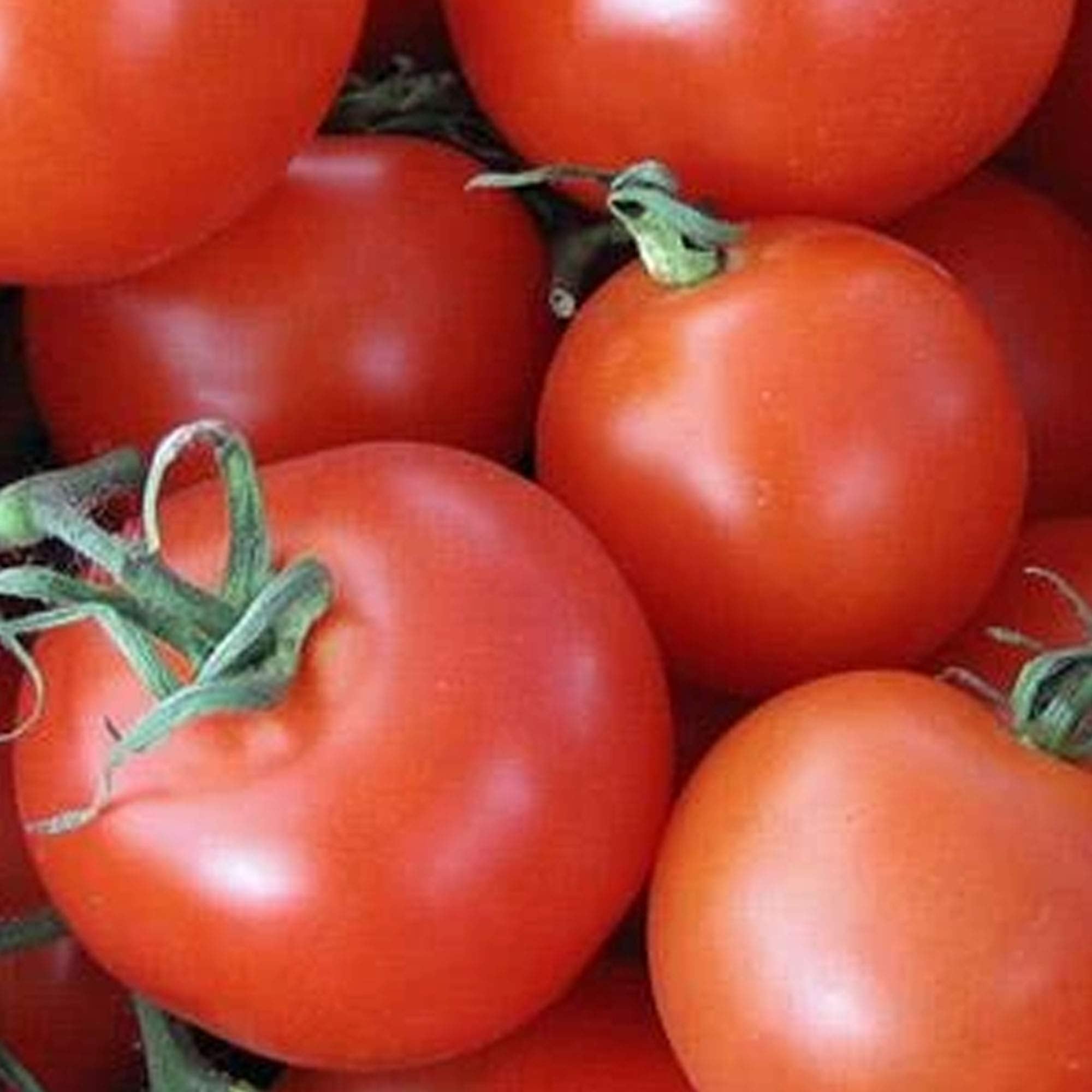 Heirloom Homestead Tomato Seeds for planting