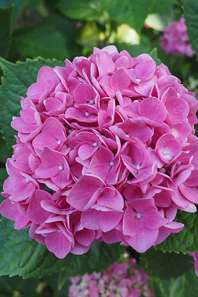 Light Pink Hydrangea Flower seeds for Planting - Long Bloom Season, Heirloom & GMO Free Seeds for Home Garden