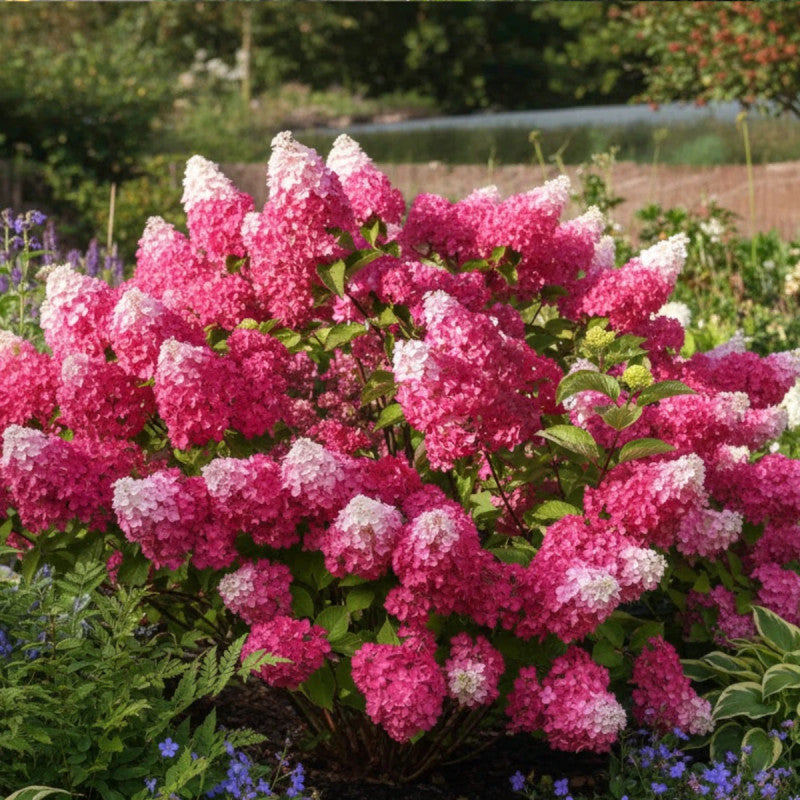 Hydrangea Paniculata Flower seeds for Planting - Low Maintenance, Heirloom & GMO Free Seeds for Home Garden