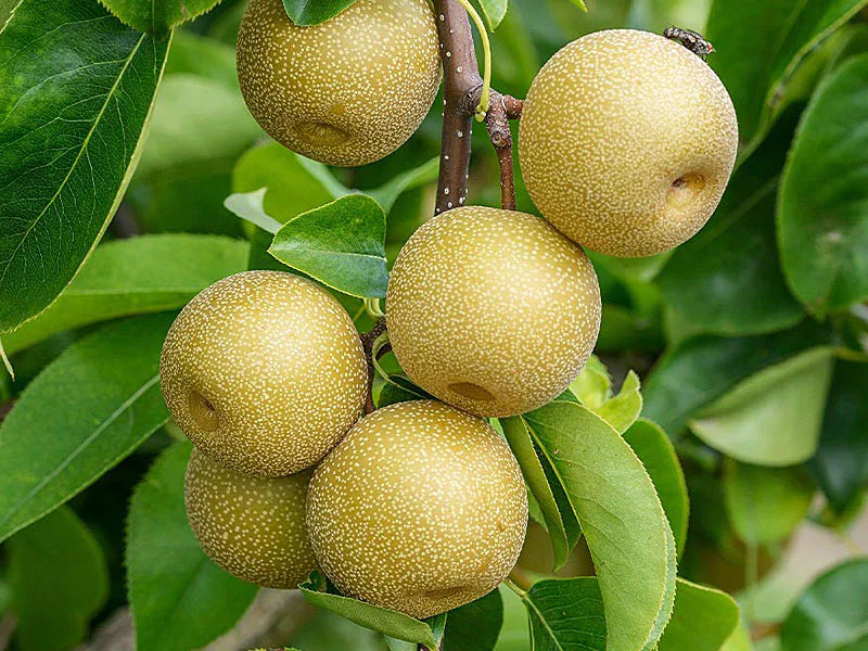 Brown Pyrus Pyrifolia Seeds for Planting