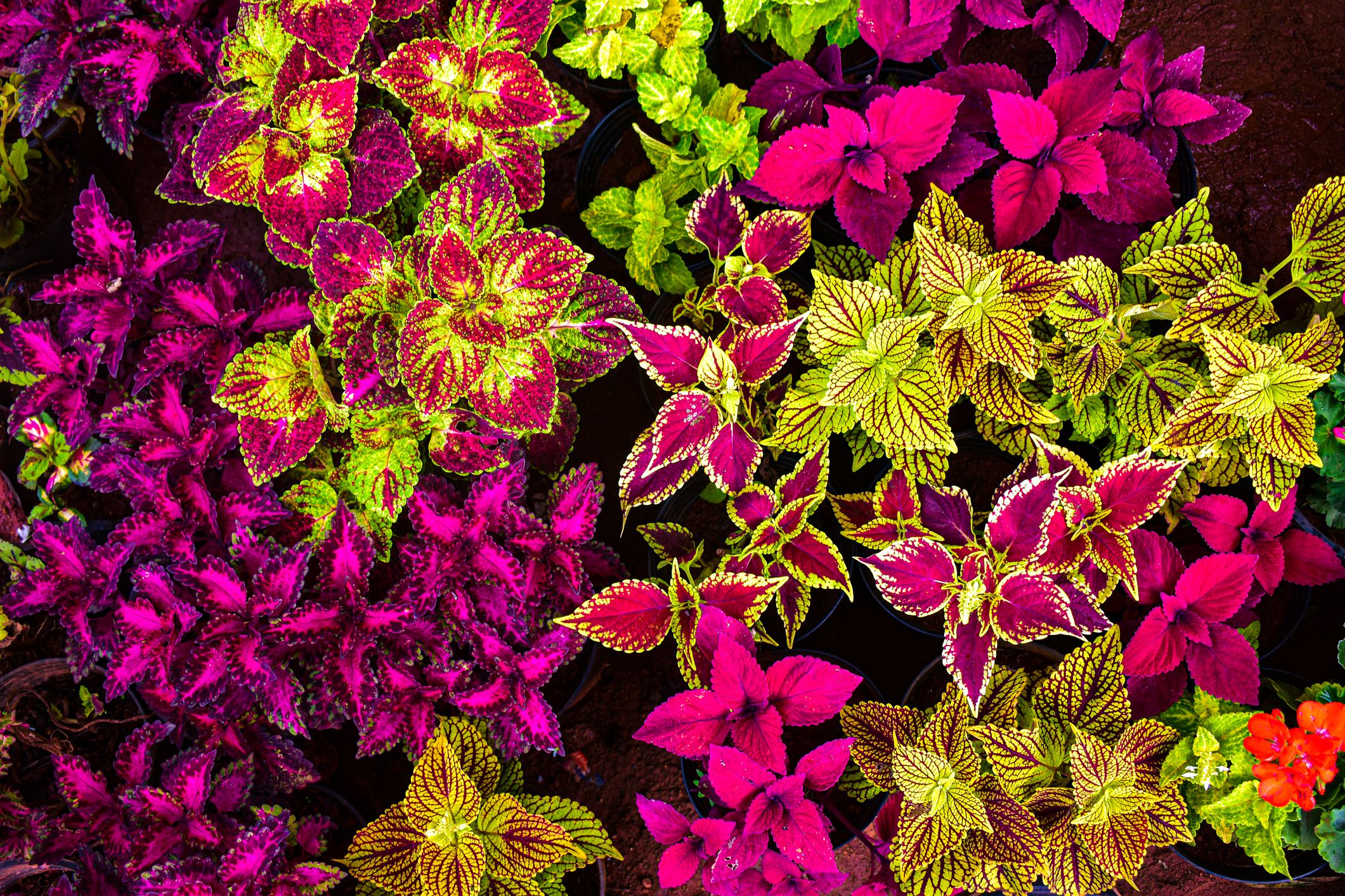 Coleus Flower seeds for Planting - Compact Growth, Heirloom & GMO Free Seeds for Home Garden