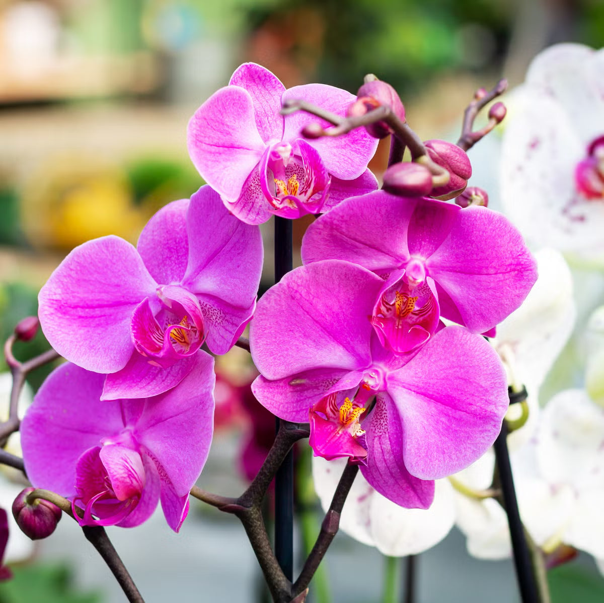 Violet Hydroponic Orchid Flower seeds for Planting - Bright Blooms, Heirloom & GMO Free Seeds for Home Garden