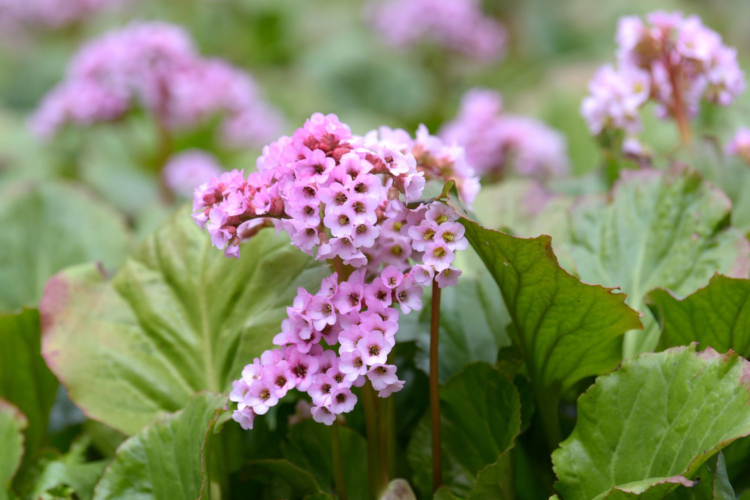 Mixed Bergenia Cordifolia Flower Planting Seeds - Perennial Seeds for Vibrant Garden Blooms