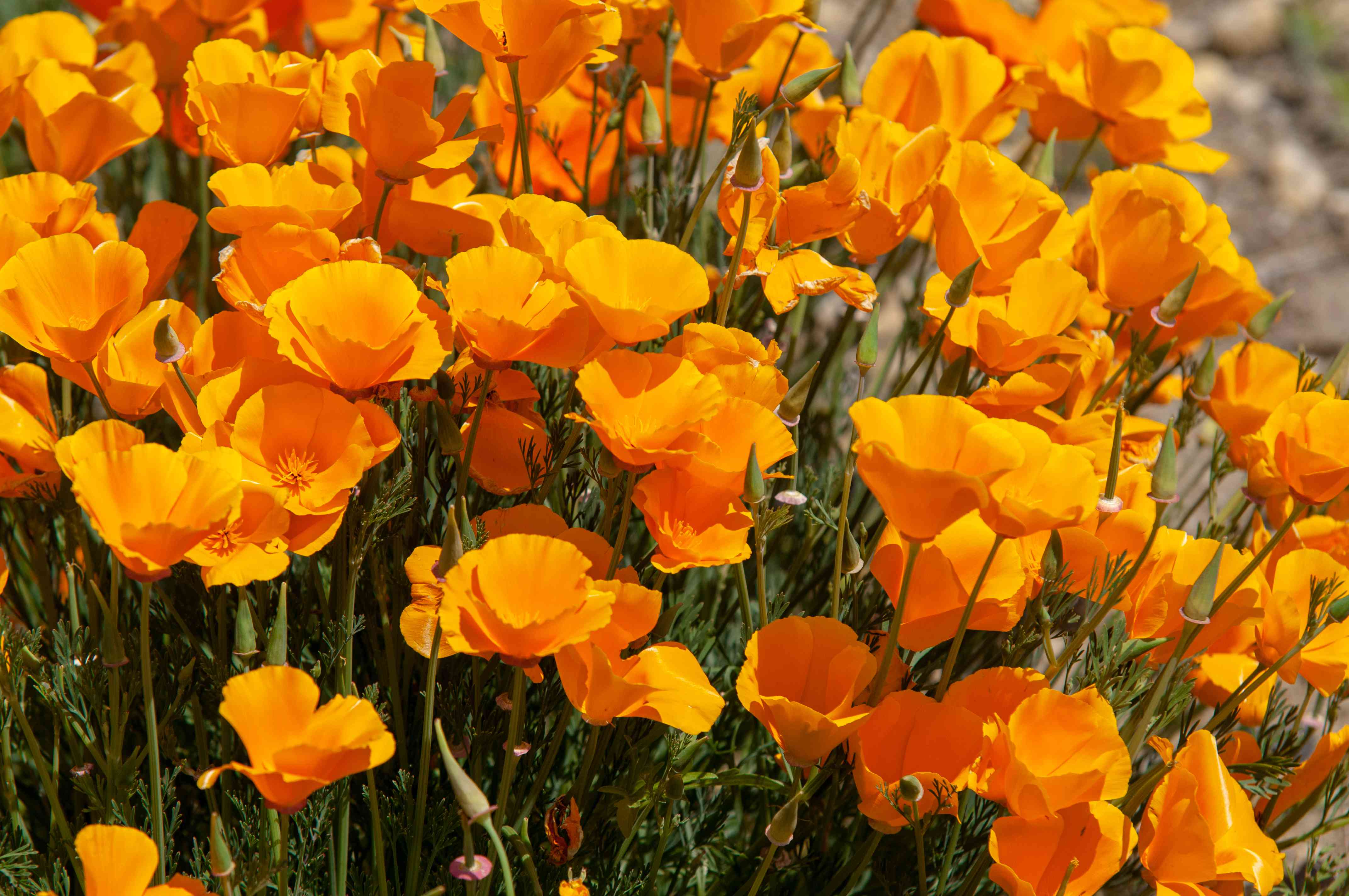 Yellow Eschscholzia Flower Seeds Planting