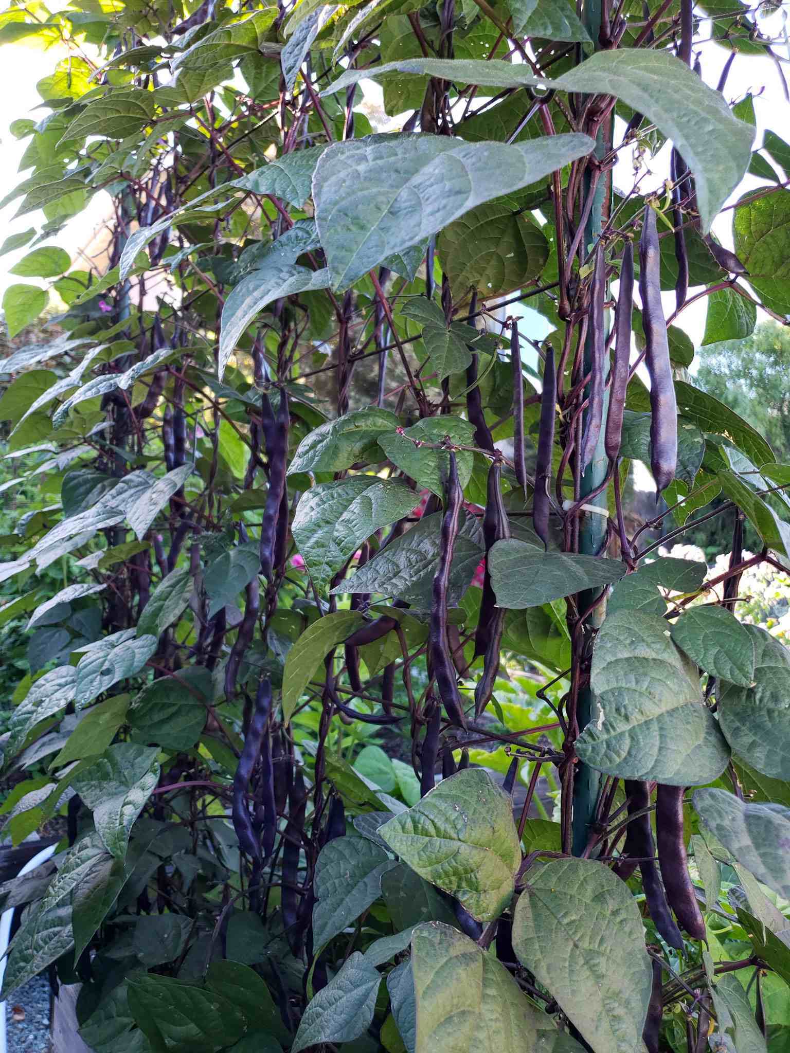 Purple Bush Bean Seeds for Vegetable Planting