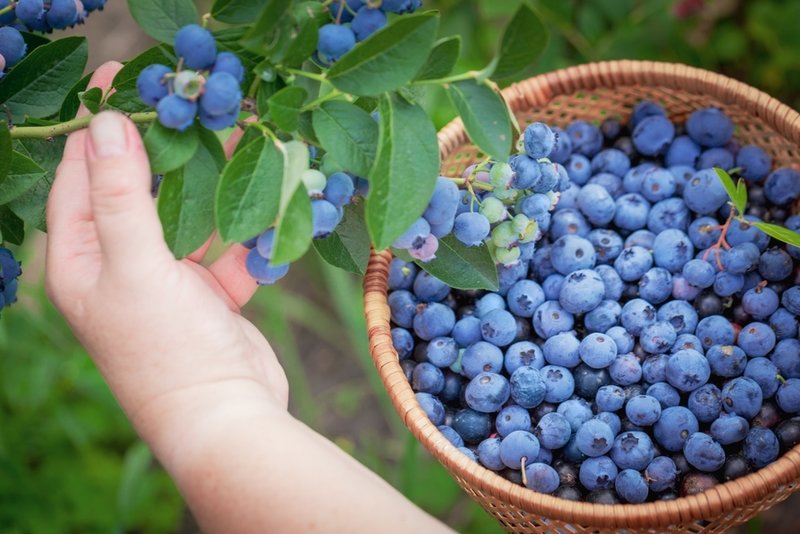 Berry Seeds for Planting Grow Juicy Fruits Year-Round
