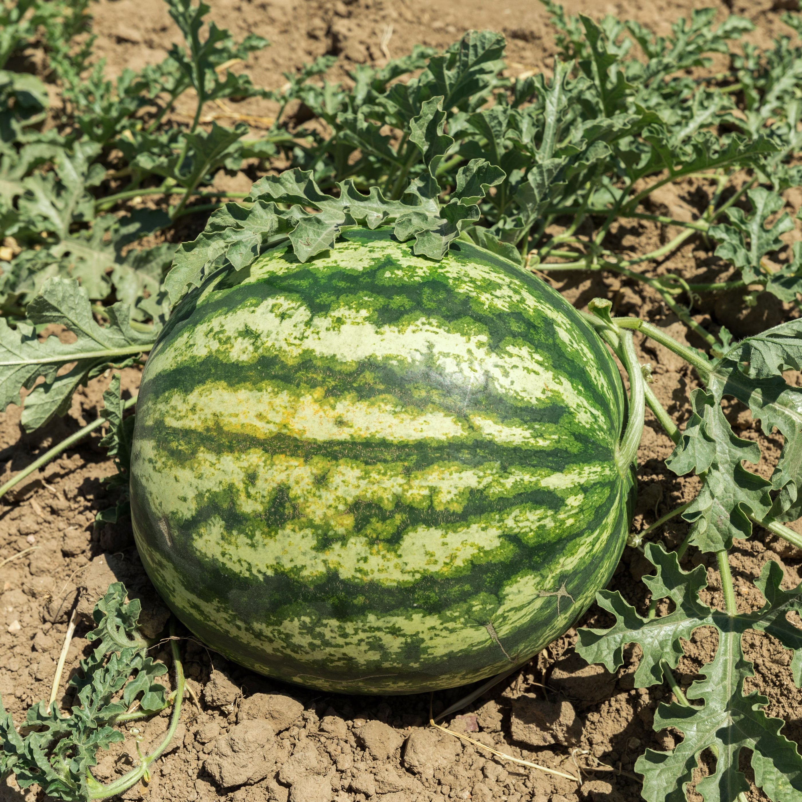 Wassermelone Fruit Seeds for Planting - Grow Your Own Juicy Watermelons
