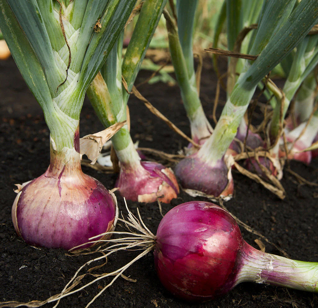 Red Cepa Vegetable Seeds for Easy Planting, Premium Seeds seed packet for home gardening