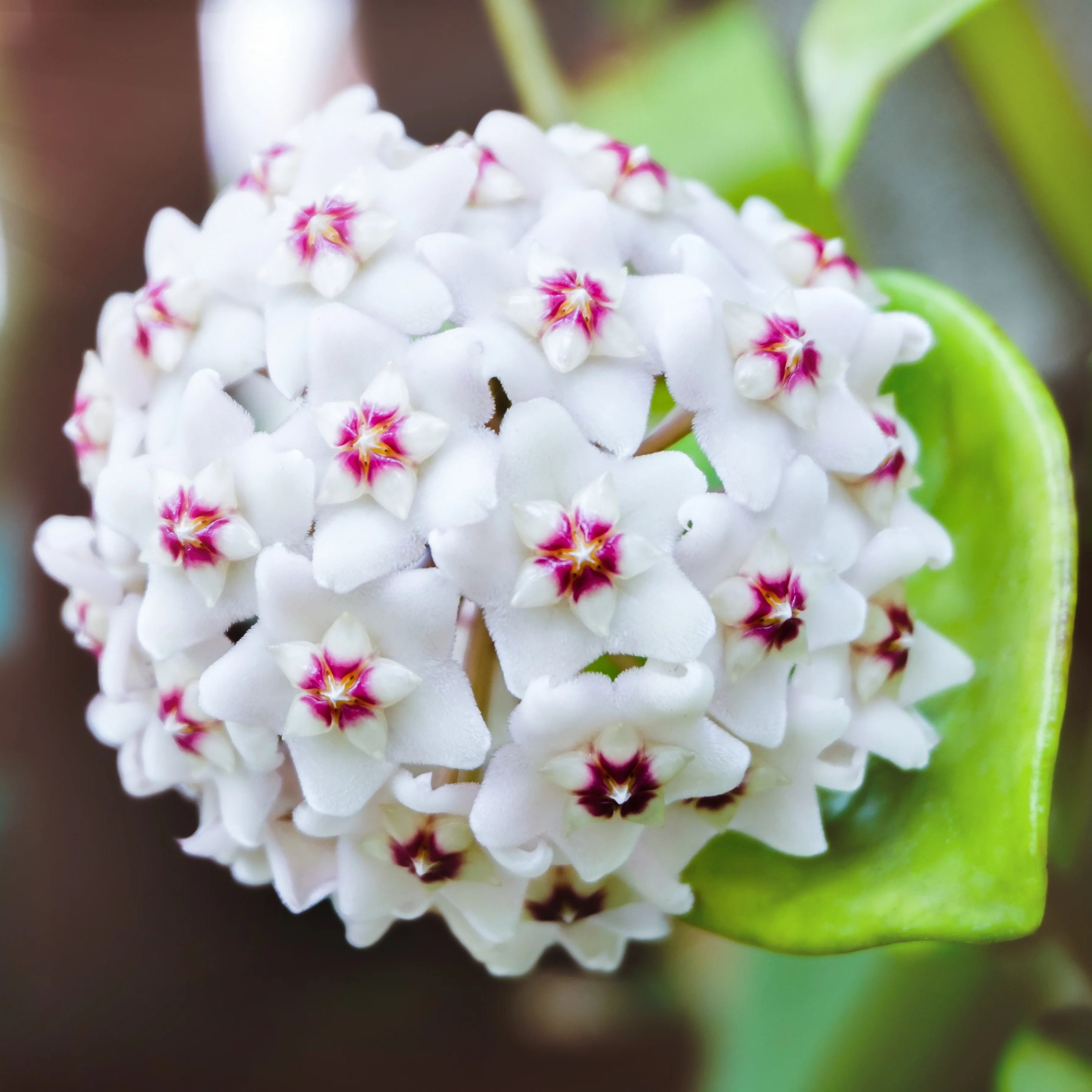 White Light Pink Hoya Flower Seeds for Planting Premium Quality Heirloom & GMO Free Seeds for Home Garden
Sale
