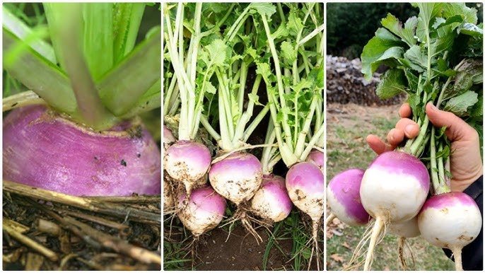 Rutabaga Seeds for Planting Perfect for Your Vegetable Garden