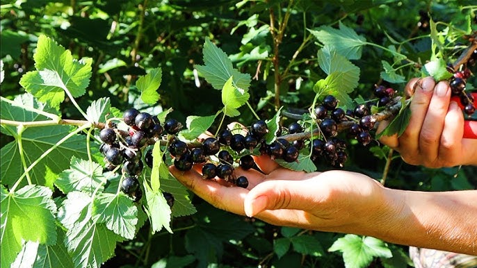 Black Currant Plant Seeds for Easy Planting