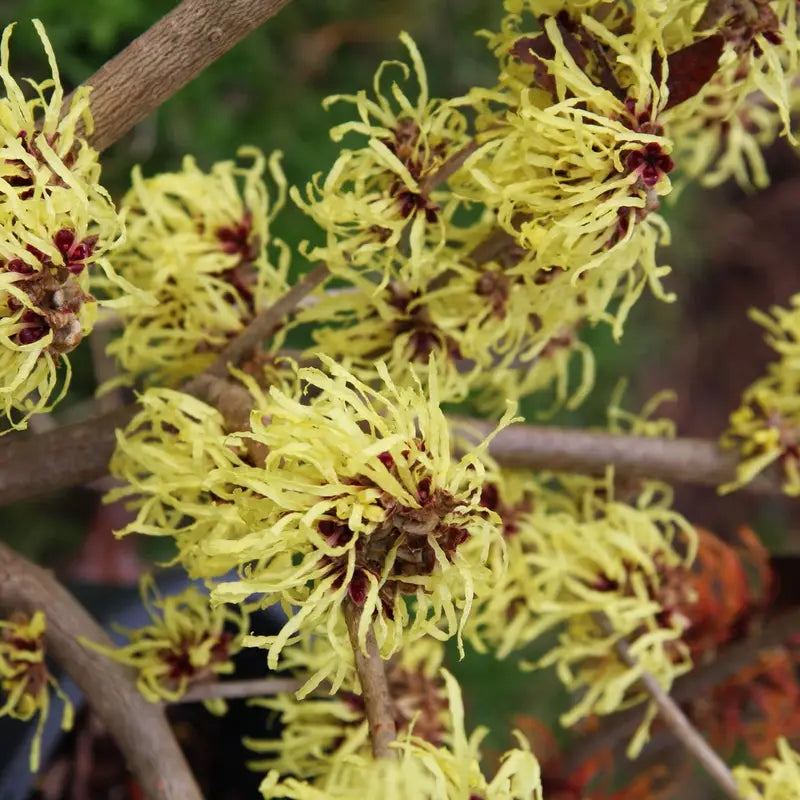 Zaubernuss Hamamelis Flower seeds for Planting - Easy to Grow, Heirloom & GMO Free Seeds for Home Garden