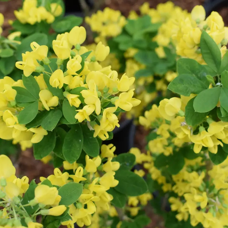 Yellow Anagyroides Flower seeds for Planting - Seasonal Bloomer, Heirloom & GMO Free Seeds for Home Garden