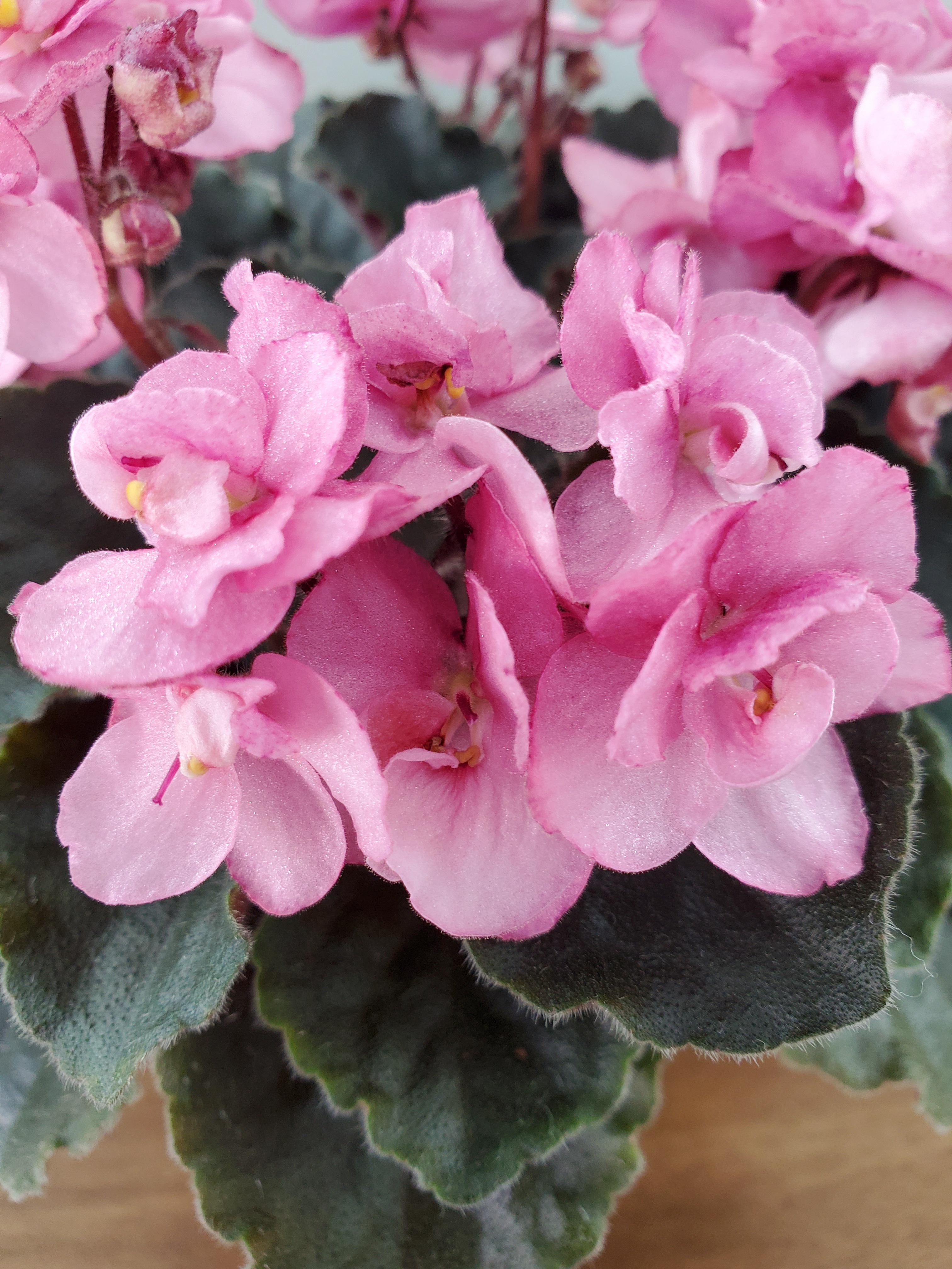 African Violet Flower Seeds Light Pink Flower seeds for Planting - Colorful Display, Heirloom & GMO Free Seeds for Home