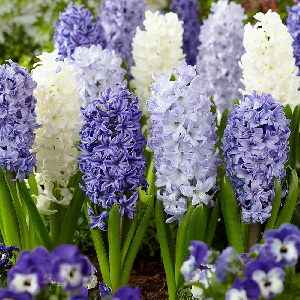 Deep Blue Hyacinthus Orientalis Flower seeds for Planting - Vibrant Colors, Heirloom & GMO Free Seeds for Home Garden