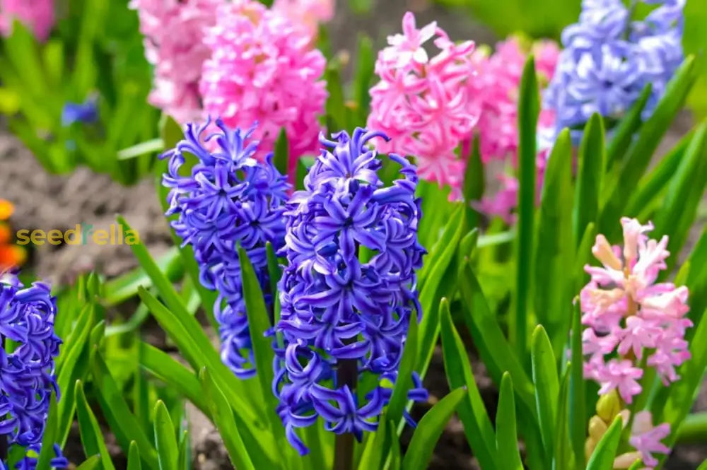 Hyacinthus Flower Seeds - Planting For Colorful Blooms