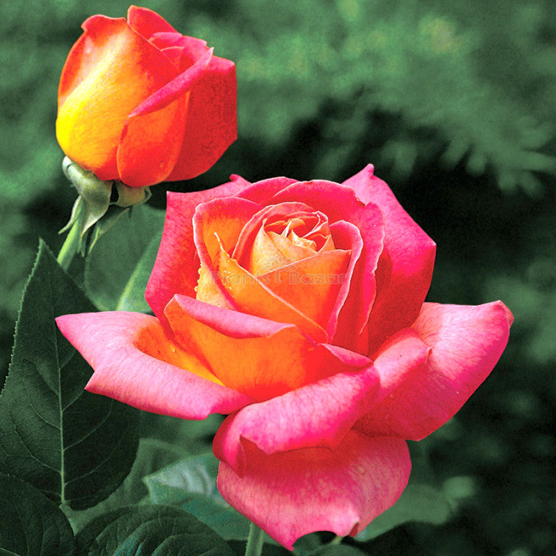 Pink and Yellow Rose Non-GMO Heirloom Garden Seeds Flower seeds for Planting - Pollinator Friendly, Heirloom & GMO Free
