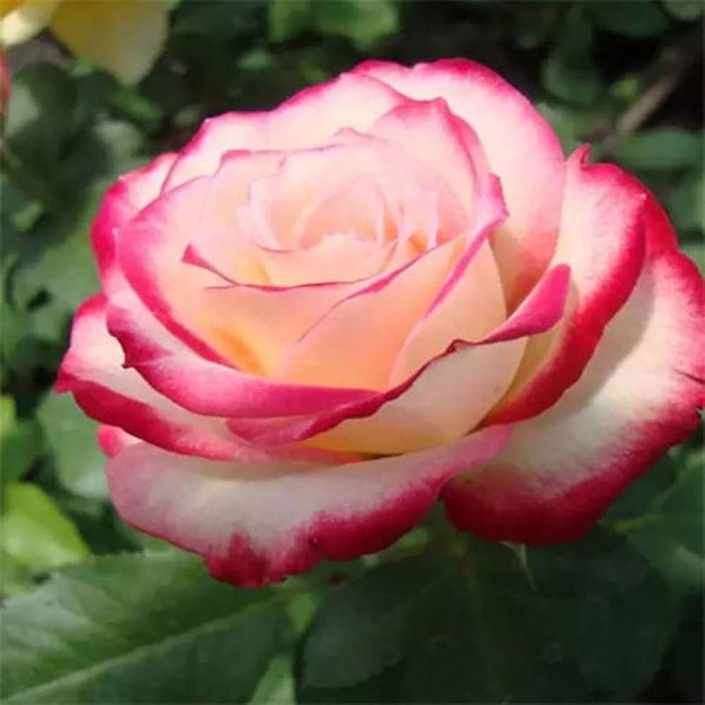 Double Delight Hybrid Tea Roses blooming in a garden