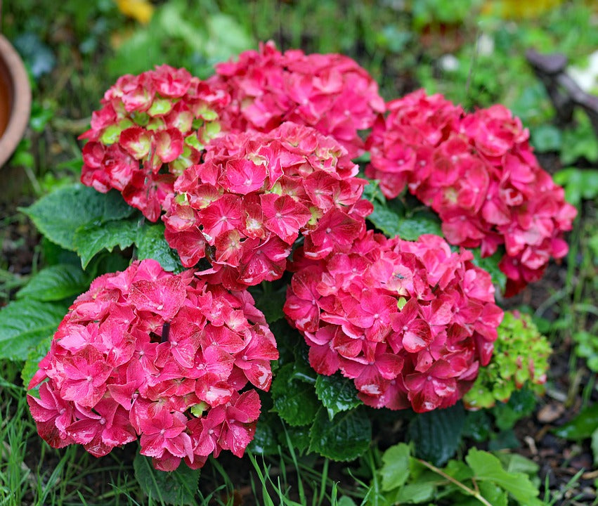 Red Baron Hydrangea Flower seeds for Planting - Premium Quality, Heirloom & GMO Free Seeds for Home Garden