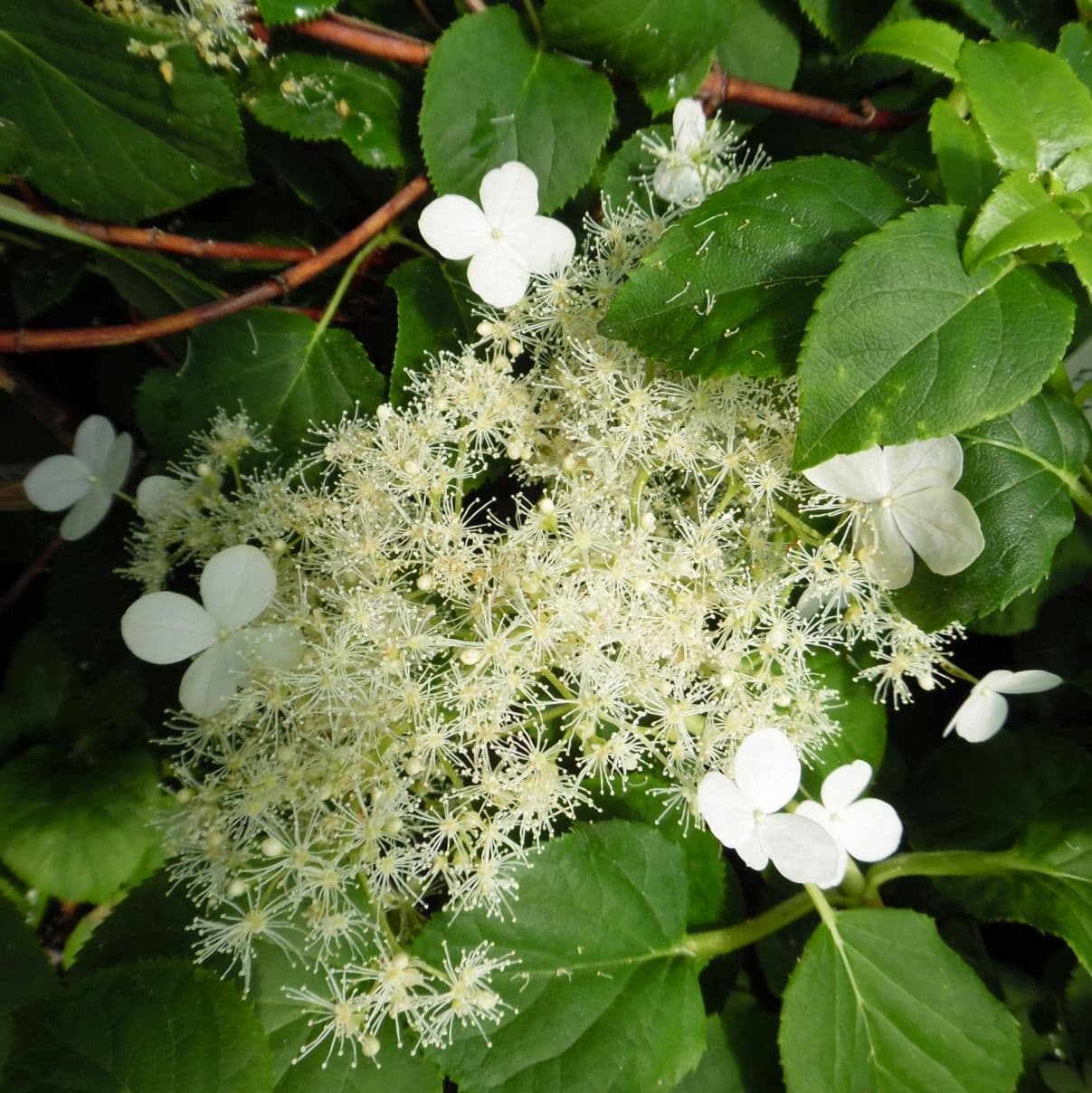 Climbing Hydrangea Seeds (KletterhortensieFlowerssamen)