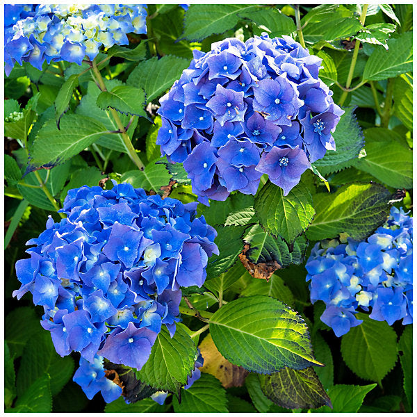 Dark Blue Hydrangea Flower seeds for Planting - Low Maintenance, Heirloom & GMO Free Seeds for Home Garden