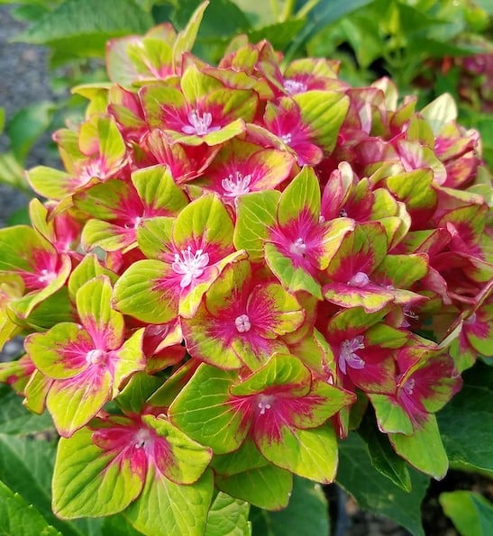 Green Red Hydrangea Flower seeds for Planting - Low Maintenance, Heirloom & GMO Free Seeds for Home Garden