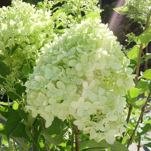 Little Lime Hydrangea Flower seeds for Planting - Shade Tolerant, Heirloom & GMO Free Seeds for Home Garden
