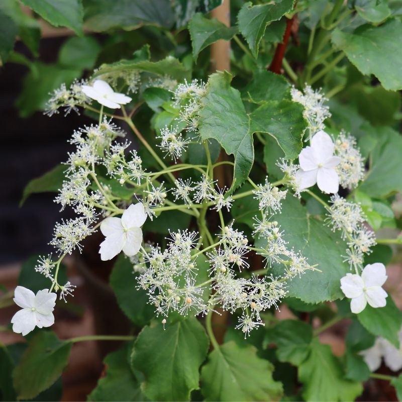 Climbing Hydrangea Seeds (KletterhortensieFlowerssamen)