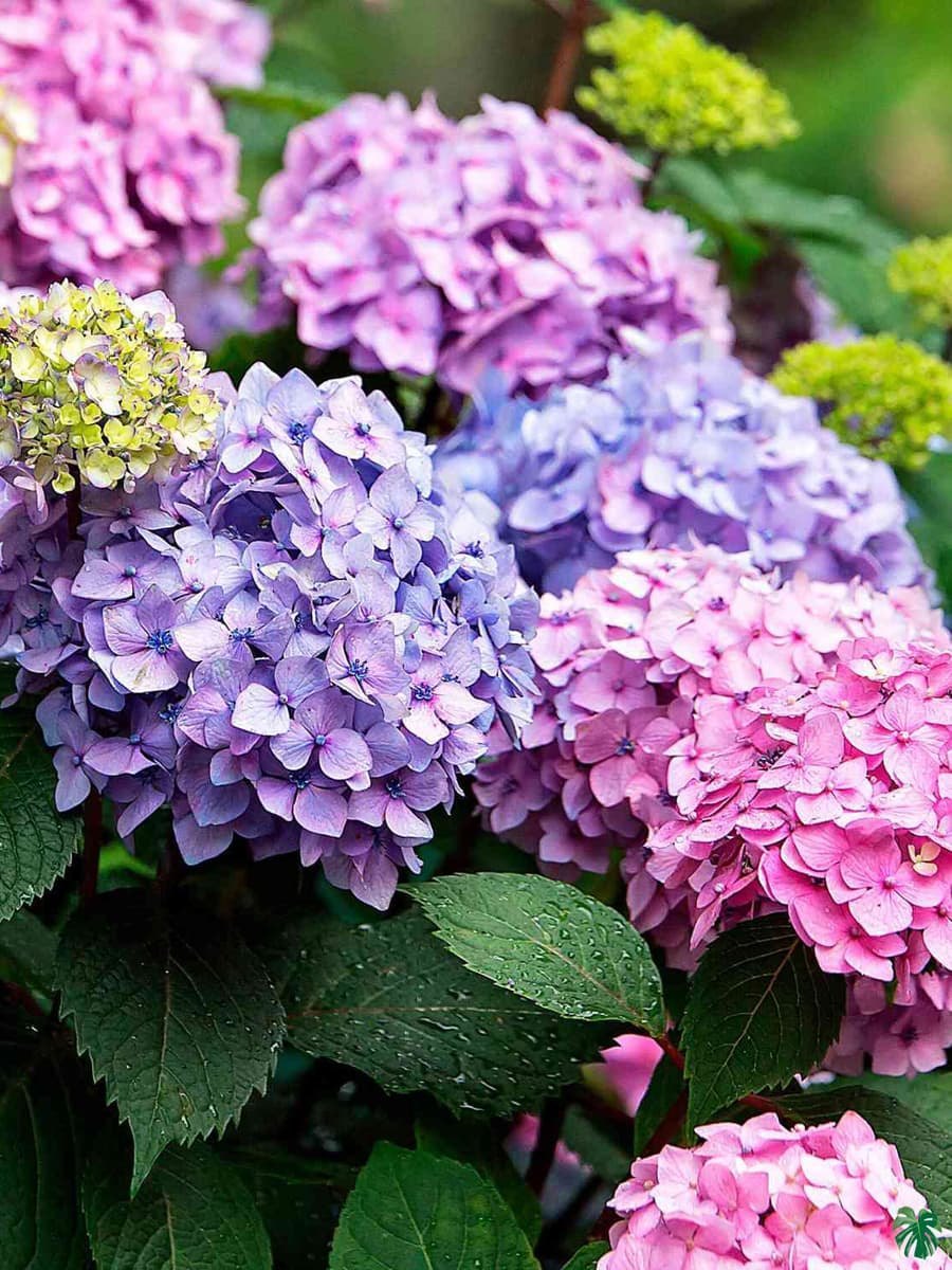 Deep Pink Hydrangea Flower seeds for Planting - Perfect for Borders, Heirloom & GMO Free Seeds for Home Garden