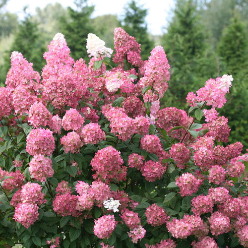 Vainilla Hortensia Flower seeds for Planting - Garden Favorite, Heirloom & GMO Free Seeds for Home Garden