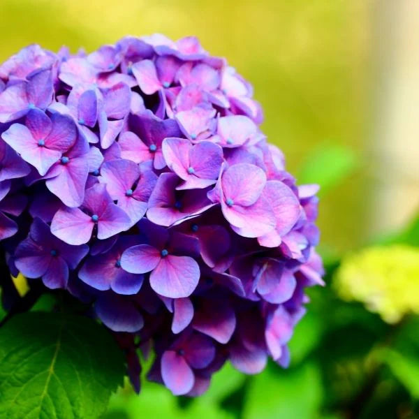 Purple Hydrangea Flower seeds for Planting - Low Maintenance, Heirloom & GMO Free Seeds for Home Garden