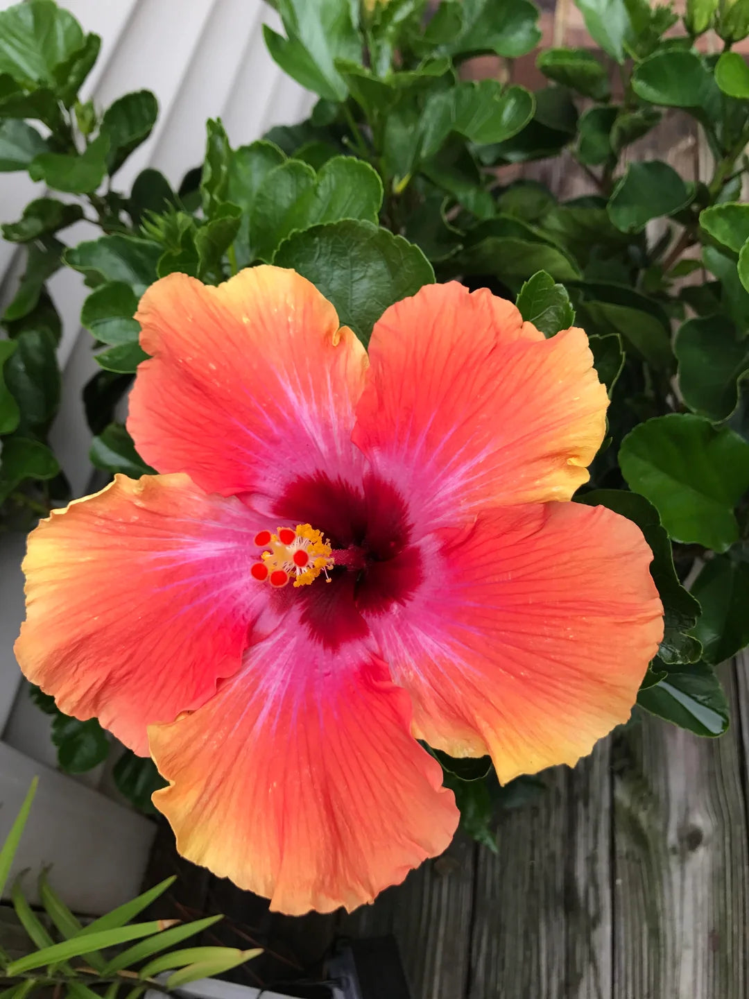 Light Orange Hibiscus Flower seeds for Planting - Cottage Garden Essential, Heirloom & GMO Free Seeds for Home Garden