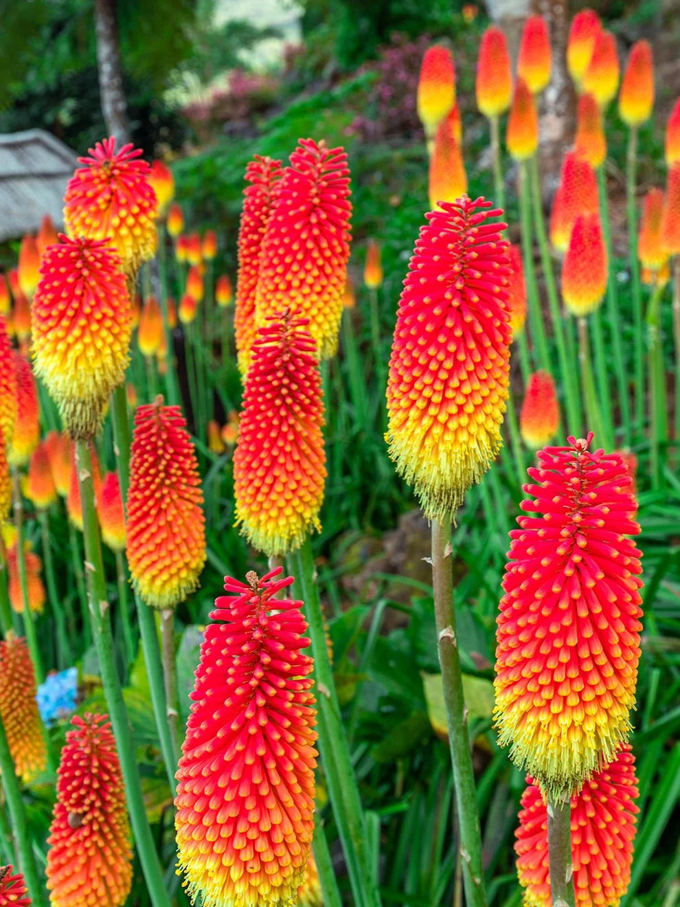 Red Kniphofia Flower seeds for Planting - Easy to Grow, Heirloom & GMO Free Seeds for Home Garden
