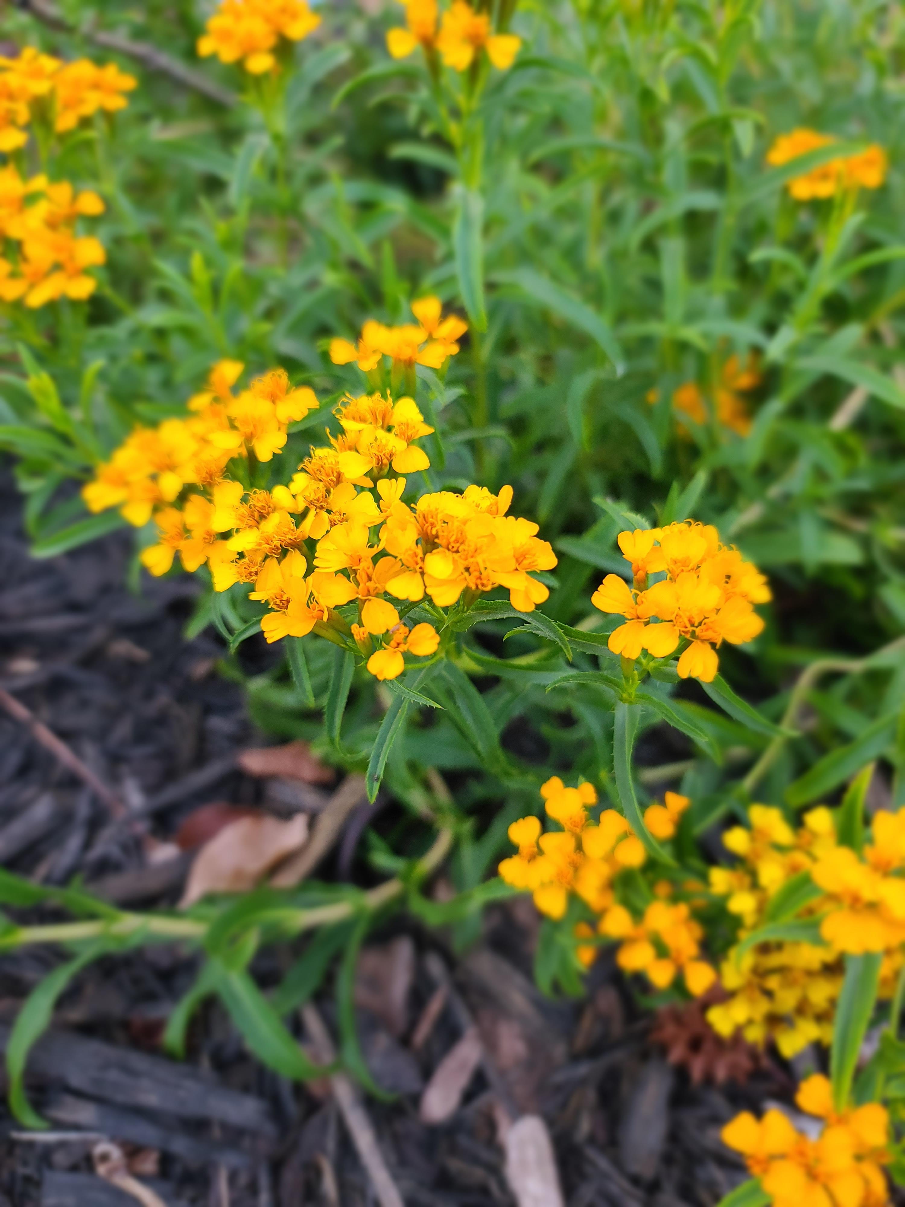 Estragon Flower seeds for Planting - Garden Favorite, Heirloom & GMO Free Seeds for Home Garden